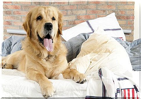 10 tips to prevent your dog from transmitting diseases to you