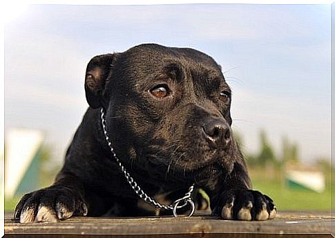 Not a pit bull - black pit bull