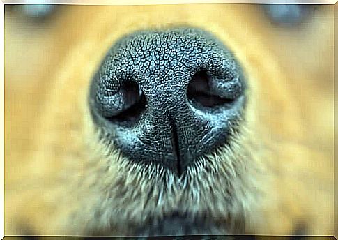 14 animals that have a highly developed sense of smell