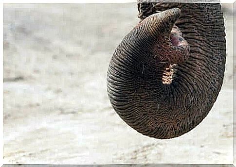 Elephant trunk