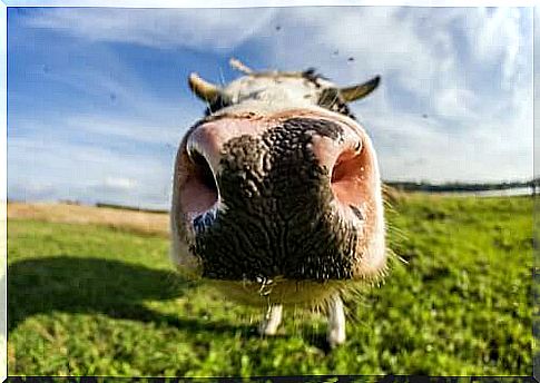 The cow's sense of smell is excellent