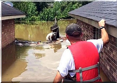 Pittbulls werden in Louisiana beim Kampf ums Überleben gerettet 