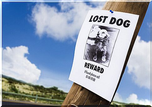 4 apps to find your dog again