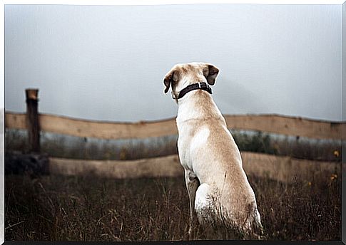 Lonely dog ​​looks lost in the world