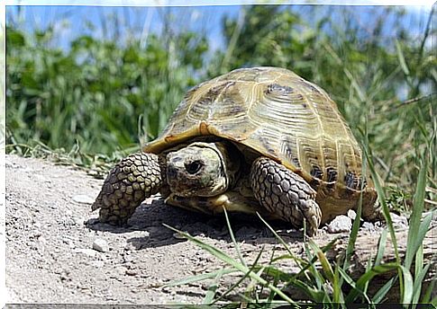 Russian tortoise