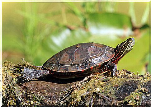 Mediterranean ornamental turtle