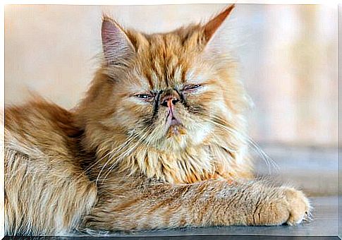 5 Asian cat breeds: Persian cat