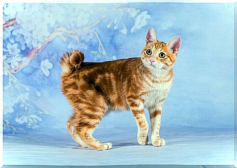 5 Asian cat breeds: Japanese Bobtail