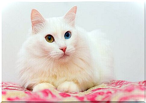 5 Asian cat breeds: Angora cat