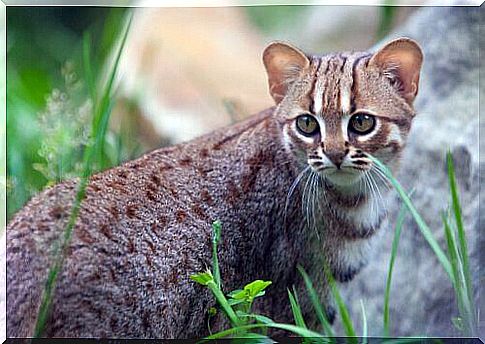 5 Asian cat breeds: Ceylon cat