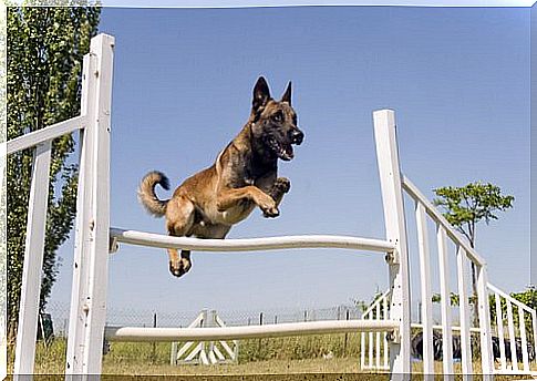 Dog sports: agility