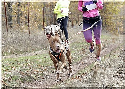 Dog sports: canicross