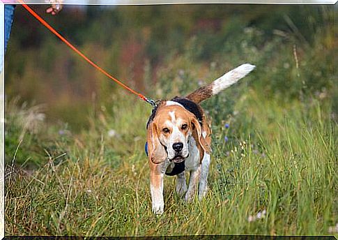 Dog sports: mantrailing