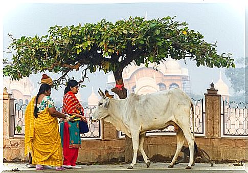 indian cow