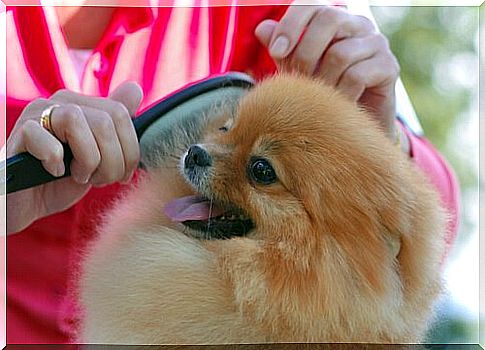 Use brushes to remove your dog's hair from clothing