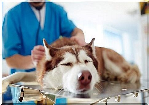 Dog vet