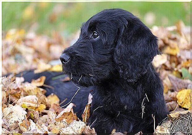 Dog in autumn