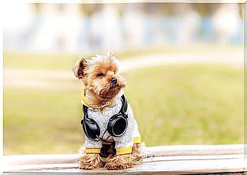 6 outfits for your Yorkshire Terrier