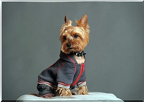 Outfits for your Yorkshire Terrier - tracksuit