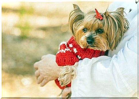 Outfits for your Yorkshire Terrier - sweater