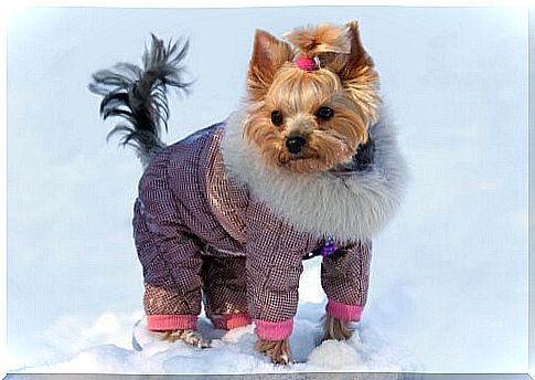 Outfits for your Yorkshire Terrier - snowsuit