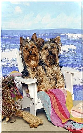 Outfits for your Yorkshire Terrier - on the beach