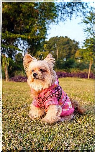 Outfits for your Yorkshire Terrier - picnic