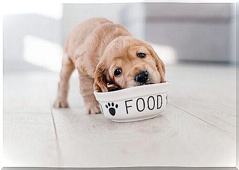 6 tips for feeding your puppy