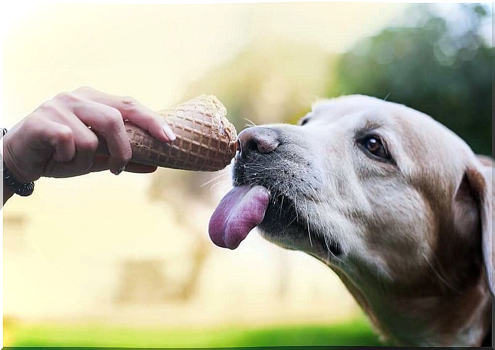 Dog eats ice cream