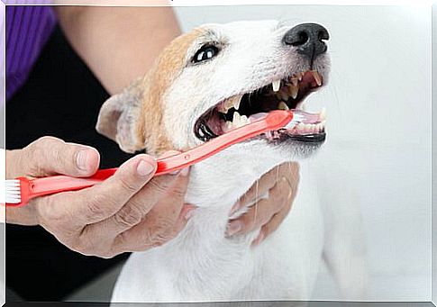 7 tips for effective dental care in dogs