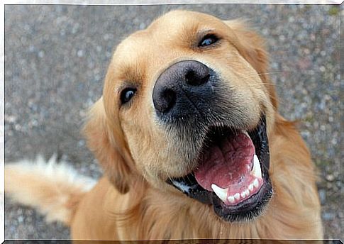 Dental care for dogs so that the fur nose's teeth always shine so beautifully.