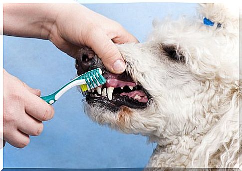 Dental care for dogs also for the poodle