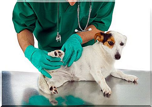 8 common dog diseases