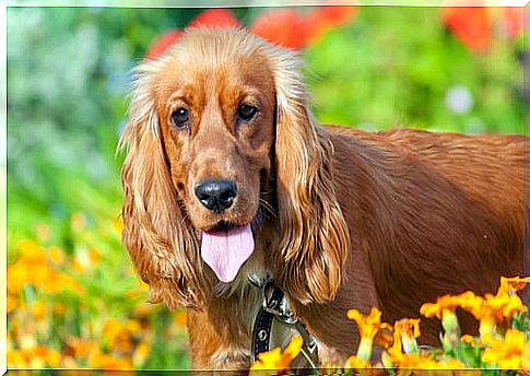 Dog diseases in the Cocker Spaniel