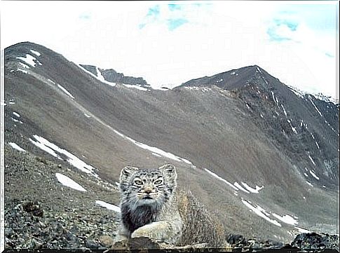 A camera captured an endangered cat in Russia