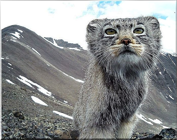 Critically Endangered Cat - Pallas Cat close-up