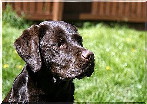 A dog becomes a man's lifesaver in Malaga