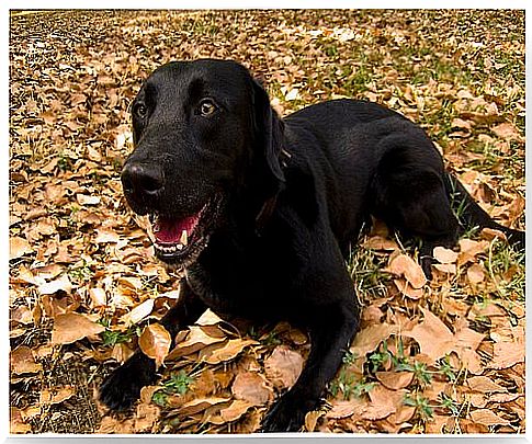 How a Labrador became a lifesaver