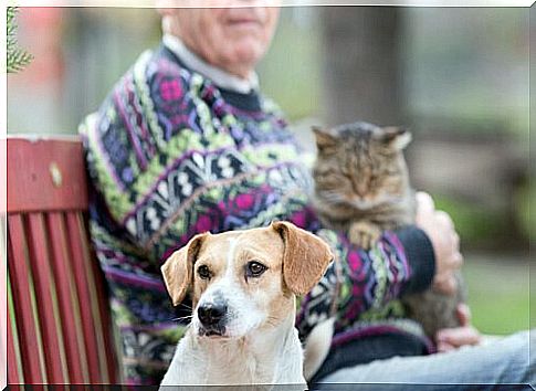 Dog and cat with grandfather