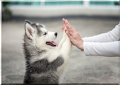 A Puppy's First Days - Training