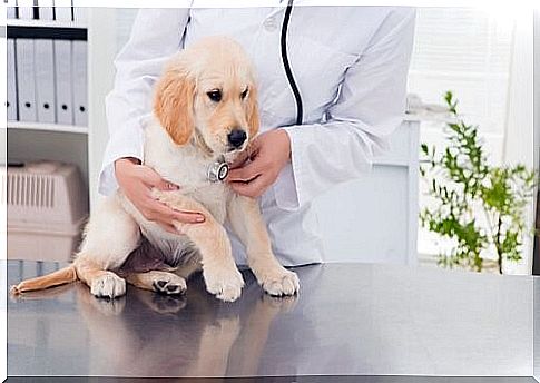 A Puppy's First Days - Veterinarian