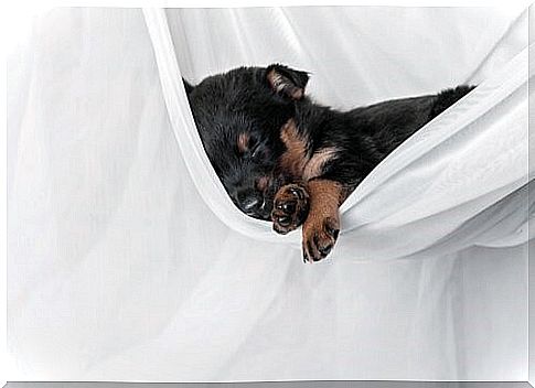 The first days of a puppy - in a hammock