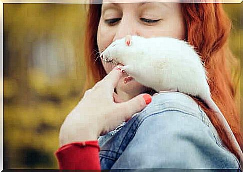 A rat as a pet?  Not a bad idea!