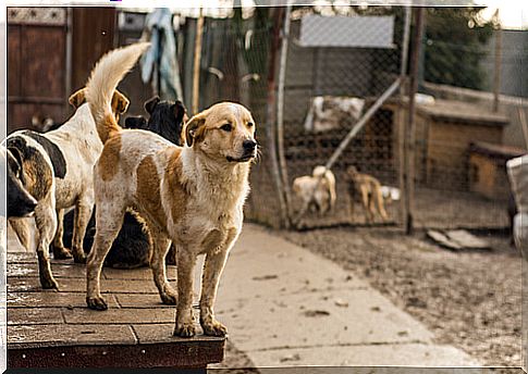 Dogs in the shelter