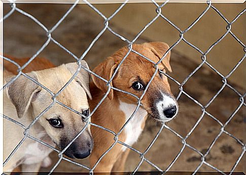 Dogs in the shelter