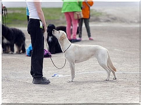 Abused women and service dogs for their protection