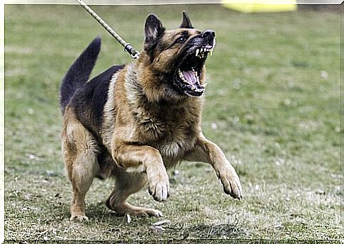 Aggressive behavior in dogs - what can you do?