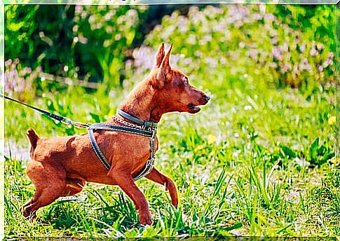 Small dogs can also display aggressive behavior