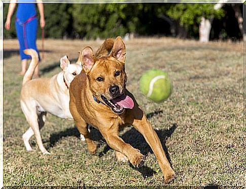 When dogs burn off their excess energy, they often develop less aggressive behavior