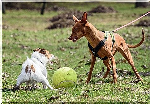 How do you prevent aggressive behavior in your dog - dog defends ball